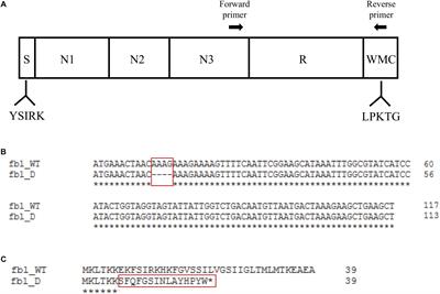 fbl-Typing of Staphylococcus lugdunensis: A Frontline Tool for Epidemiological Studies, but Not Predictive of Fibrinogen Binding Ability